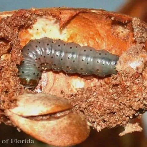 thumbnail for publication: Mahogany Shoot Borer, Hypsipyla grandella (Zeller) (Insecta: Lepidoptera: Pyralidae: Phycitinae)